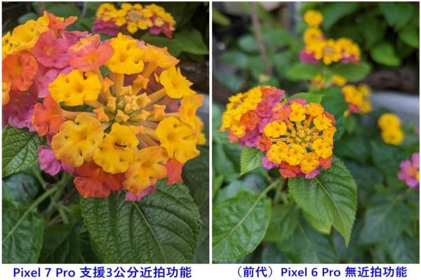 Pixel7Pro近拍对焦可捕捉3公分距离的物体，花瓣上的细小蚂蚁能犀利捕捉入镜。