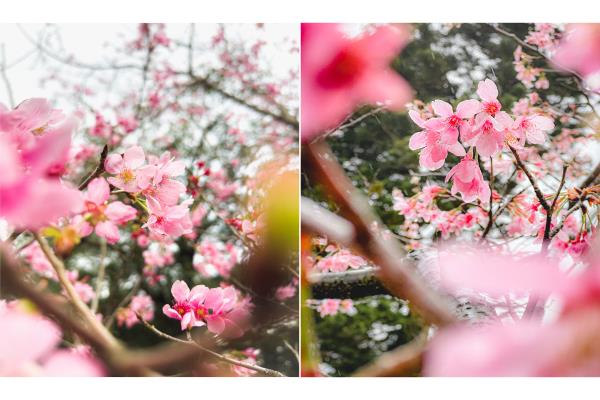 摄影师密技教拍 阴雨天也能用iPhone随手拍出樱花美照